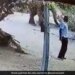 Elephant Throws Dirt On Man Reason Will Make You Laugh Out Loud See Viral Video