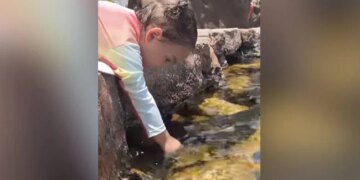 Little Girl Tries To Make Fish Drink Water From Glass Internet Says Precious Watch Adorable Video – मछलियों को गिलास से पानी पिला रही थी छोटी बच्ची, Cute Video ने जीता लोगों का दिल, बोले