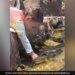 Little Girl Tries To Make Fish Drink Water From Glass Internet Says Precious Watch Adorable Video – मछलियों को गिलास से पानी पिला रही थी छोटी बच्ची, Cute Video ने जीता लोगों का दिल, बोले