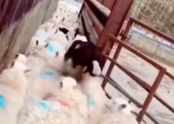 This Dog Is Of Great Use, Becomes A Traffic Guard When Needed, See VIRAL VIDEO