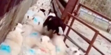 This Dog Is Of Great Use, Becomes A Traffic Guard When Needed, See VIRAL VIDEO