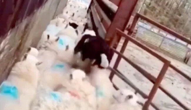 This Dog Is Of Great Use, Becomes A Traffic Guard When Needed, See VIRAL VIDEO