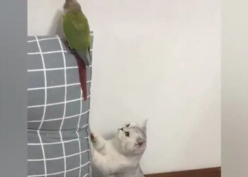 तोते को मारने वाली थी 'बिल्ली मौसी', तोते की नज़र पड़ी तो अनजान बनने का नाटक कर दिया