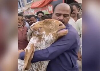 At The Time Of Final Farewell To The Owner, The Goat Cried In Such A Way That Everyones Heart Trembled, The Video Will Make Them Cry