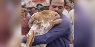 At The Time Of Final Farewell To The Owner, The Goat Cried In Such A Way That Everyones Heart Trembled, The Video Will Make Them Cry