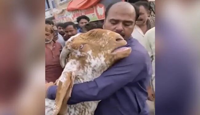 At The Time Of Final Farewell To The Owner, The Goat Cried In Such A Way That Everyones Heart Trembled, The Video Will Make Them Cry