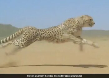Cheetah Running At High Speed Faster Than The Storm Internet Shocked To See This Viral Video