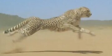 Cheetah Running At High Speed Faster Than The Storm Internet Shocked To See This Viral Video