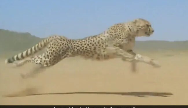 Cheetah Running At High Speed Faster Than The Storm Internet Shocked To See This Viral Video