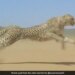 Cheetah Running At High Speed Faster Than The Storm Internet Shocked To See This Viral Video