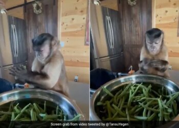 Monkey Cutting Beans Facial Expressions Of The Animal Wins Internet Watch Viral Video – बंदर घर में बैठकर तोड़ रहा था बींस, दिए ऐसे जबरदस्त एक्सप्रेशन, लोग बोले
