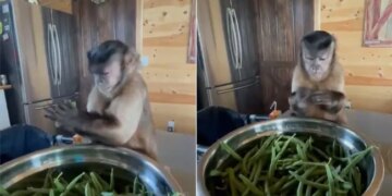 Monkey Cutting Beans Facial Expressions Of The Animal Wins Internet Watch Viral Video – बंदर घर में बैठकर तोड़ रहा था बींस, दिए ऐसे जबरदस्त एक्सप्रेशन, लोग बोले