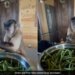 Monkey Cutting Beans Facial Expressions Of The Animal Wins Internet Watch Viral Video – बंदर घर में बैठकर तोड़ रहा था बींस, दिए ऐसे जबरदस्त एक्सप्रेशन, लोग बोले