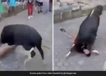 Bull Attacked On Man Animal Hit The Man Climbed On Him Then What Happened Next See Shocking Video