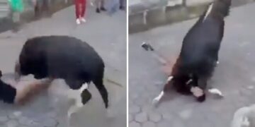 Bull Attacked On Man Animal Hit The Man Climbed On Him Then What Happened Next See Shocking Video