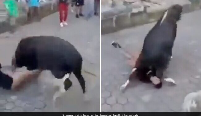 Bull Attacked On Man Animal Hit The Man Climbed On Him Then What Happened Next See Shocking Video