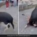 Bull Attacked On Man Animal Hit The Man Climbed On Him Then What Happened Next See Shocking Video