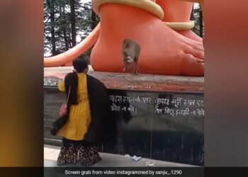 बंदर मामा को पहनना था चश्मा, मगर आंटी ने देने से मना कर दिया, दोनों के बीच हुई जमकर लड़ाई