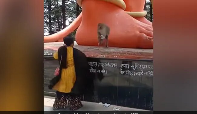 बंदर मामा को पहनना था चश्मा, मगर आंटी ने देने से मना कर दिया, दोनों के बीच हुई जमकर लड़ाई