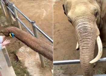 The Elephant King Returned The Fallen Shoe Of A Small Child, People Said – How Intelligent Is Elephant – हाथी राजा ने लौटाया छोटे बच्चे का गिरा हुआ जूता, लोगों ने कहा
