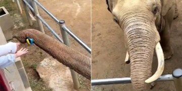 The Elephant King Returned The Fallen Shoe Of A Small Child, People Said – How Intelligent Is Elephant – हाथी राजा ने लौटाया छोटे बच्चे का गिरा हुआ जूता, लोगों ने कहा