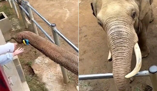 The Elephant King Returned The Fallen Shoe Of A Small Child, People Said – How Intelligent Is Elephant – हाथी राजा ने लौटाया छोटे बच्चे का गिरा हुआ जूता, लोगों ने कहा