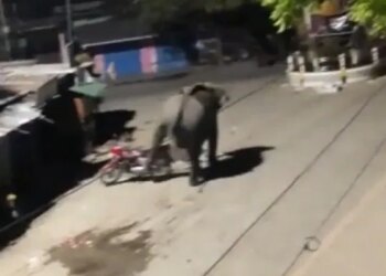 Wild Elephant Entered In Assam Town Crushed Vehicles Running On The Road See Shocking Video