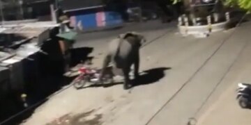 Wild Elephant Entered In Assam Town Crushed Vehicles Running On The Road See Shocking Video