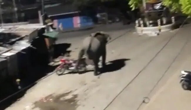 Wild Elephant Entered In Assam Town Crushed Vehicles Running On The Road See Shocking Video