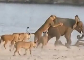 Elephant Fights Alone With A Herd Of Lioness Then This Happened Internet Says New King Of The Jungles See Viral Video