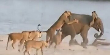 Elephant Fights Alone With A Herd Of Lioness Then This Happened Internet Says New King Of The Jungles See Viral Video