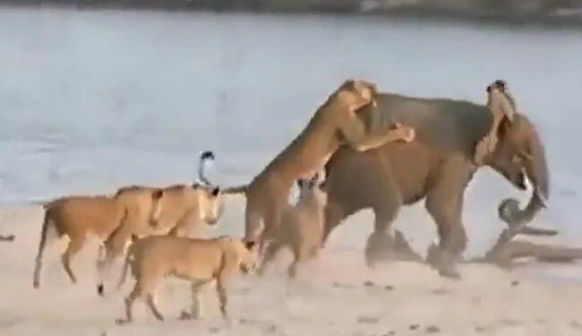 Elephant Fights Alone With A Herd Of Lioness Then This Happened Internet Says New King Of The Jungles See Viral Video