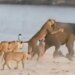 Elephant Fights Alone With A Herd Of Lioness Then This Happened Internet Says New King Of The Jungles See Viral Video