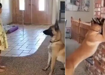 Video Of Dog Playing Hide And Seek Game With Little Girl Goes Viral On Social Media | Cute Viral Video Win Your Heart