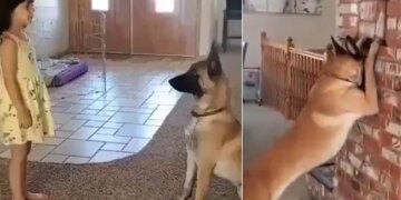Video Of Dog Playing Hide And Seek Game With Little Girl Goes Viral On Social Media | Cute Viral Video Win Your Heart