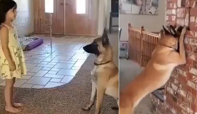 Video Of Dog Playing Hide And Seek Game With Little Girl Goes Viral On Social Media | Cute Viral Video Win Your Heart