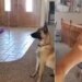 Video Of Dog Playing Hide And Seek Game With Little Girl Goes Viral On Social Media | Cute Viral Video Win Your Heart