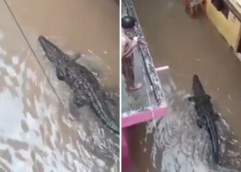 Crocodile Enters Residential Colony: Colony Crocodile Entered The Residential Colony Amid-heavy Rain In Shivpuri Mp