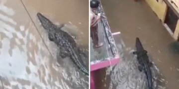 Crocodile Enters Residential Colony: Colony Crocodile Entered The Residential Colony Amid-heavy Rain In Shivpuri Mp