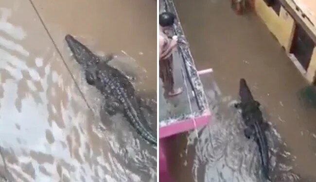 Crocodile Enters Residential Colony: Colony Crocodile Entered The Residential Colony Amid-heavy Rain In Shivpuri Mp
