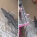 Crocodile Enters Residential Colony: Colony Crocodile Entered The Residential Colony Amid-heavy Rain In Shivpuri Mp