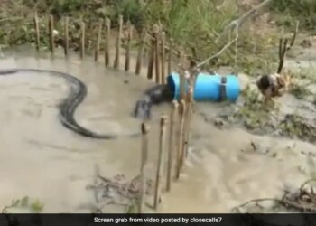 Python Got Stuck In Pipe Using Live Chicken Desi Jugaad Video Viral