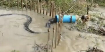 Python Got Stuck In Pipe Using Live Chicken Desi Jugaad Video Viral