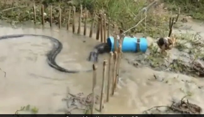 Python Got Stuck In Pipe Using Live Chicken Desi Jugaad Video Viral