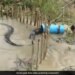 Python Got Stuck In Pipe Using Live Chicken Desi Jugaad Video Viral