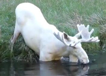 Rare White Deer Seen After A Long Time, People Are Thanking God After Watching The Video