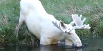 Rare White Deer Seen After A Long Time, People Are Thanking God After Watching The Video