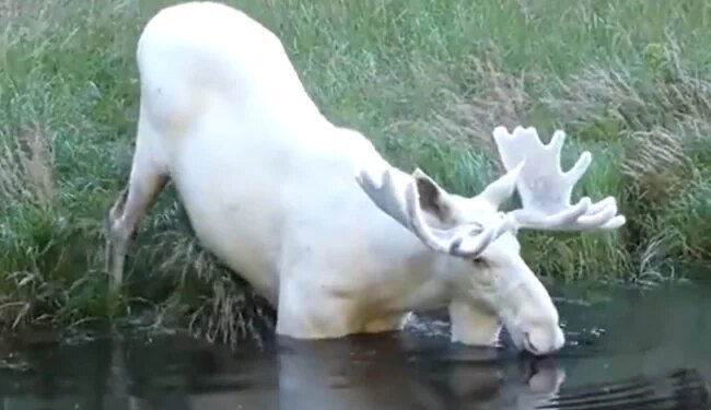 Rare White Deer Seen After A Long Time, People Are Thanking God After Watching The Video