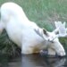 Rare White Deer Seen After A Long Time, People Are Thanking God After Watching The Video