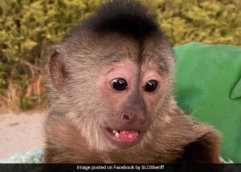Emergency Call From Zoo Leaves Police Baffled Find Monkey Made 911 Call From A Cellphone